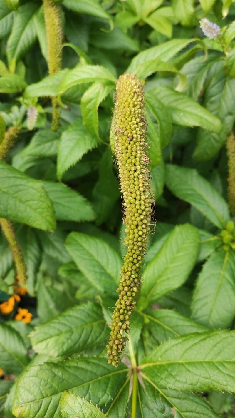 Veronicastrum