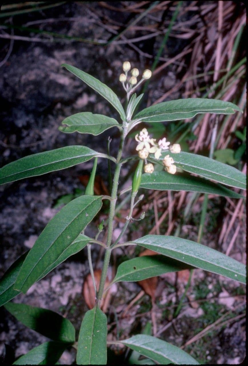 Asclepias dei Caraibi 2