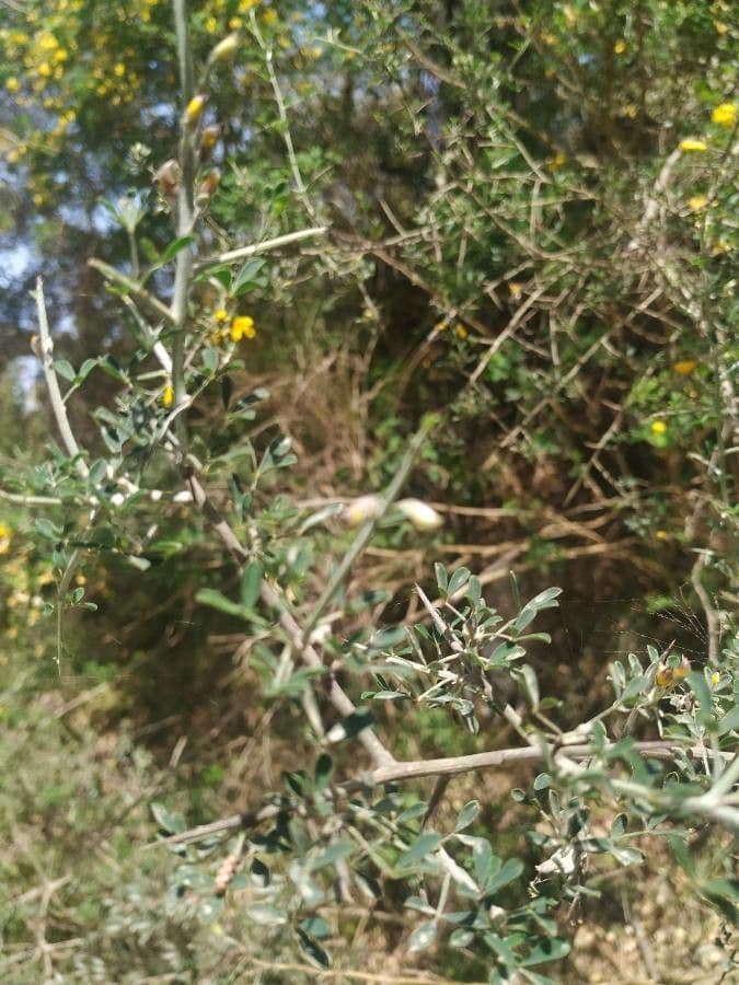 Calicotome spinosa 18