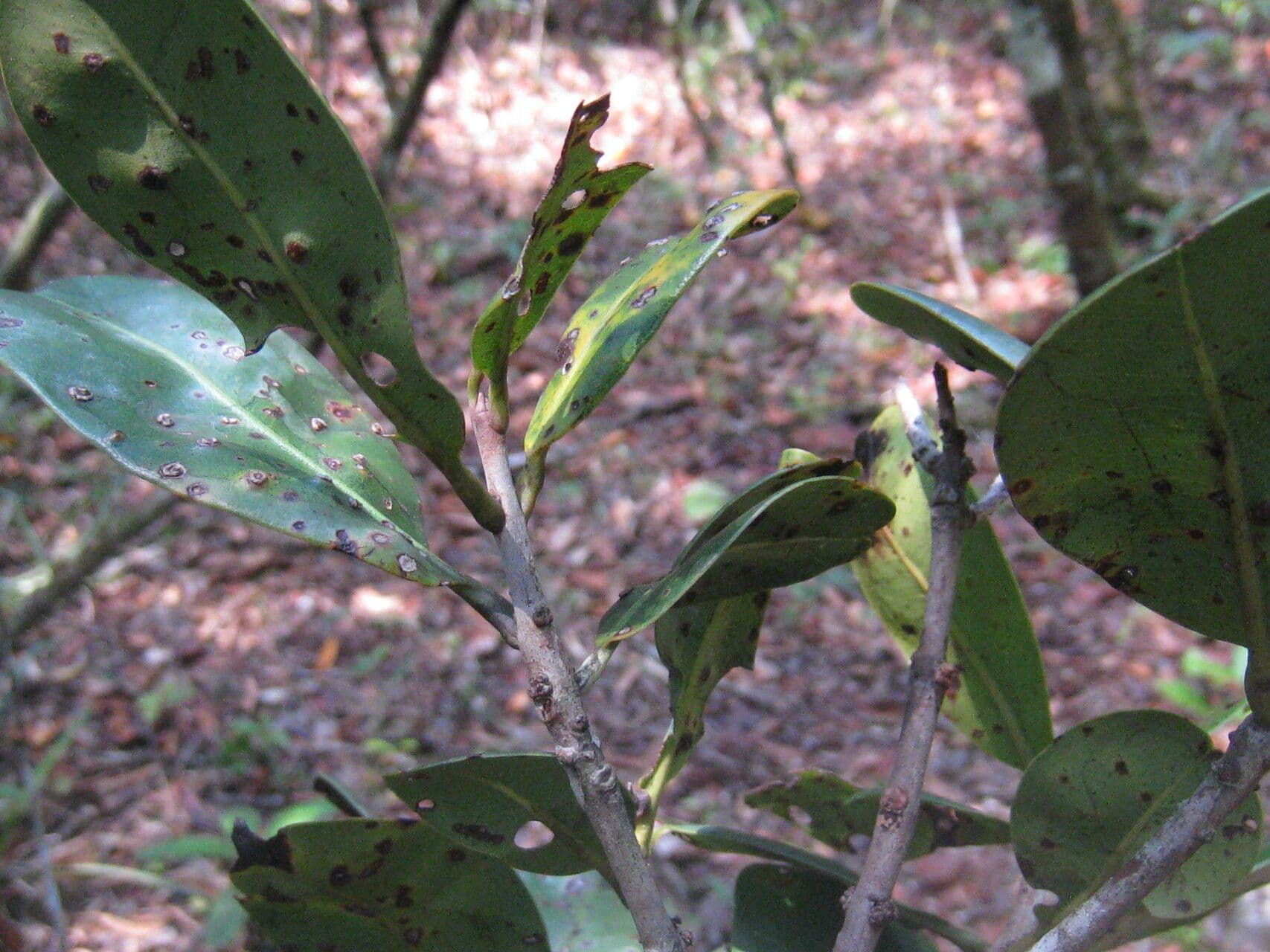Pradosia schomburgkiana