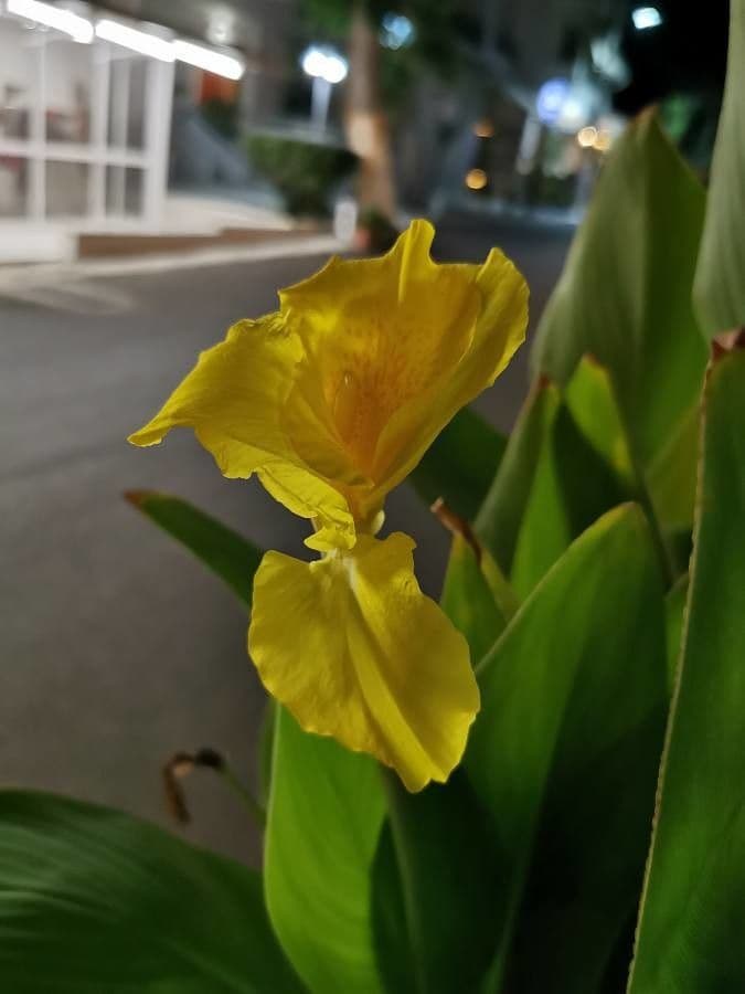 Schlaffe Canna 8