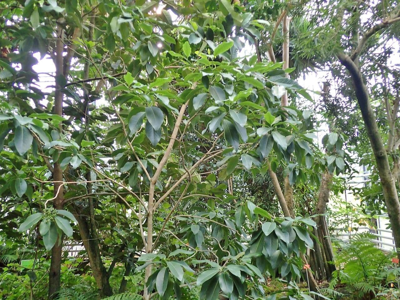 Coptosperma borbonicum 3