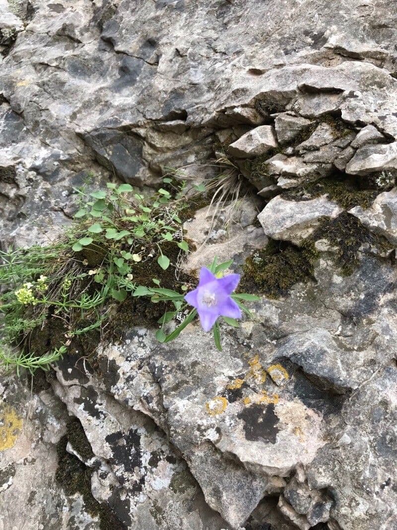Campanula 3