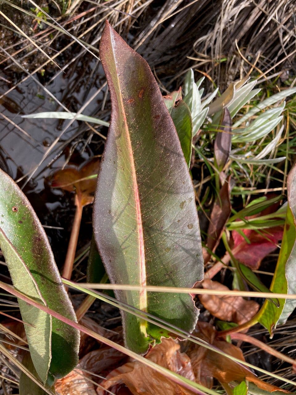 Rumex 9