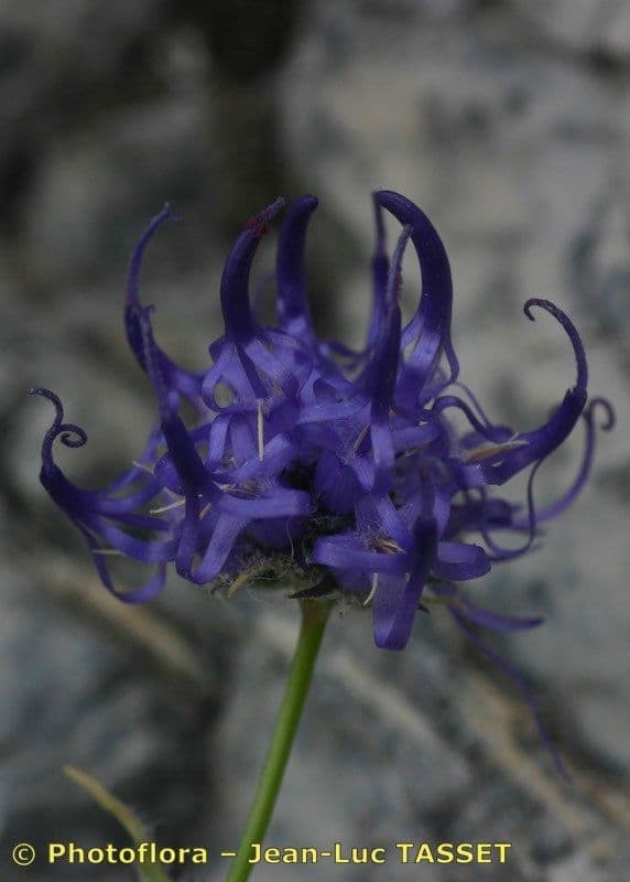 Campanula di Charmel 4