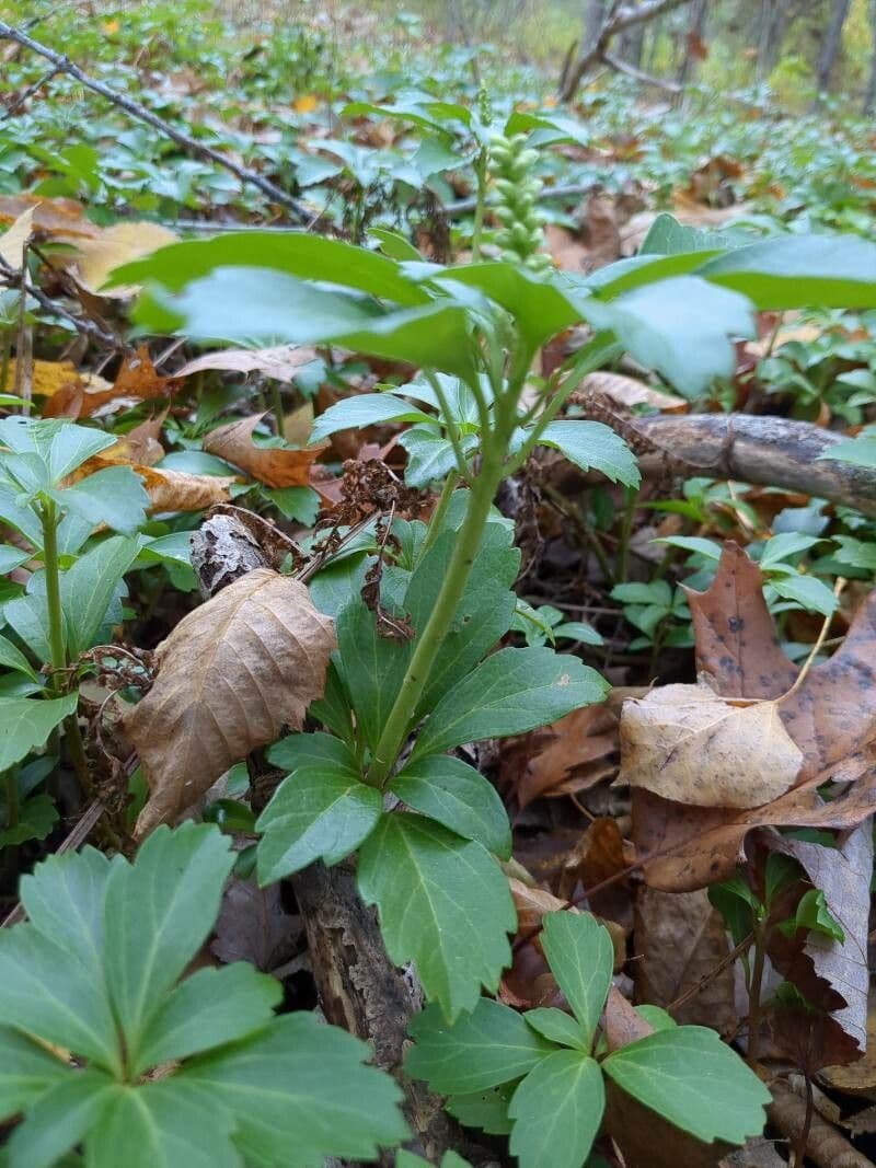 Pachysandra terminale 23