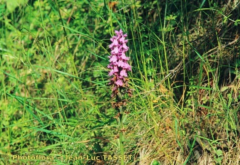 Orchide a labbro a cuneo 9