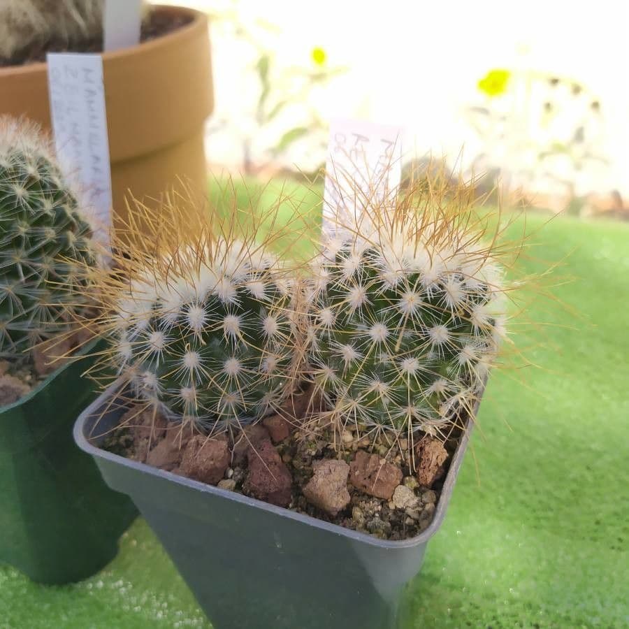 Mammillarie 5