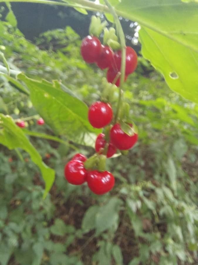 Rivina 3