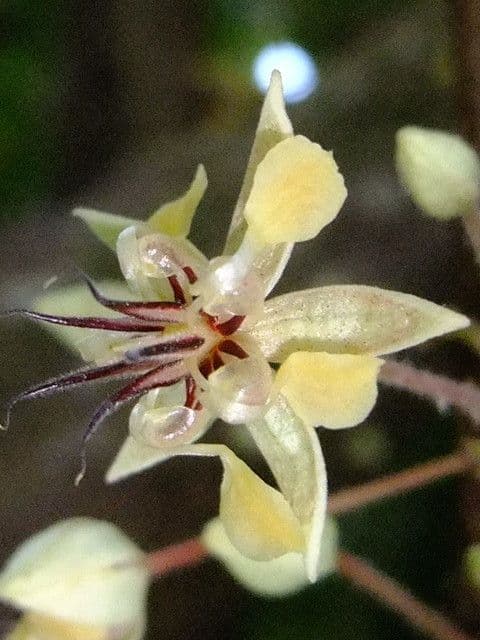 Cacao 8