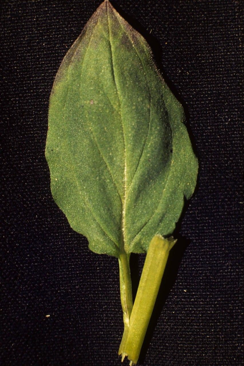 Schöne Lungenkraut 4
