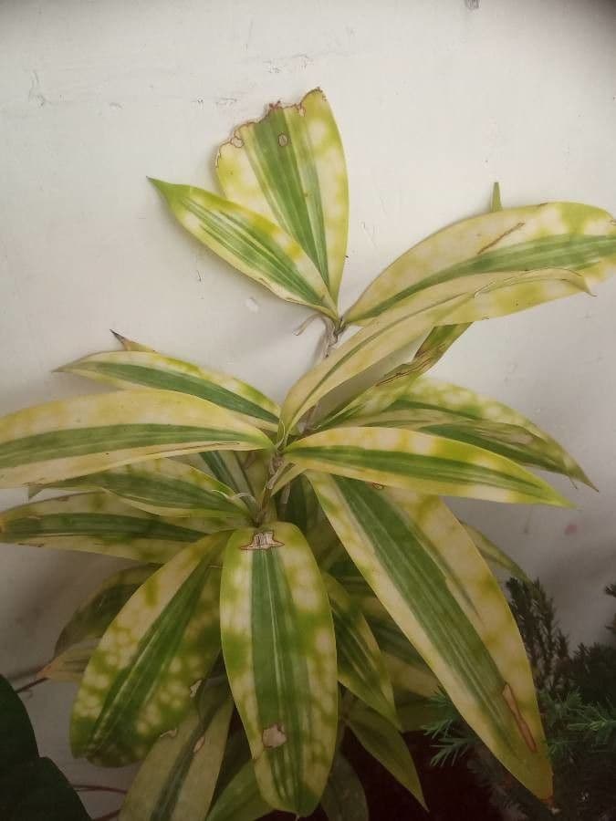 Bambù 5