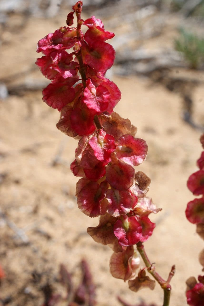 Rumex 2