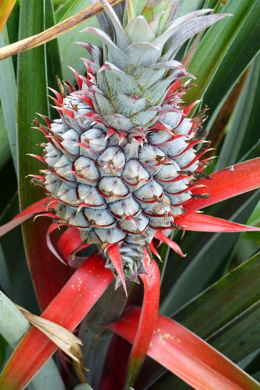 Ananas 6