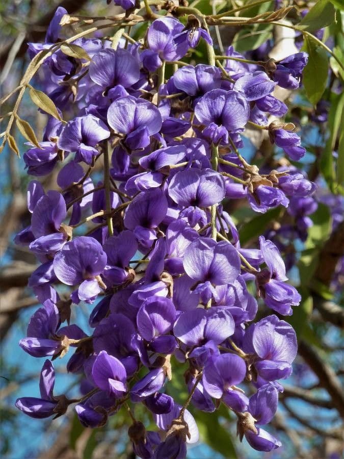 Bolusanthus 5