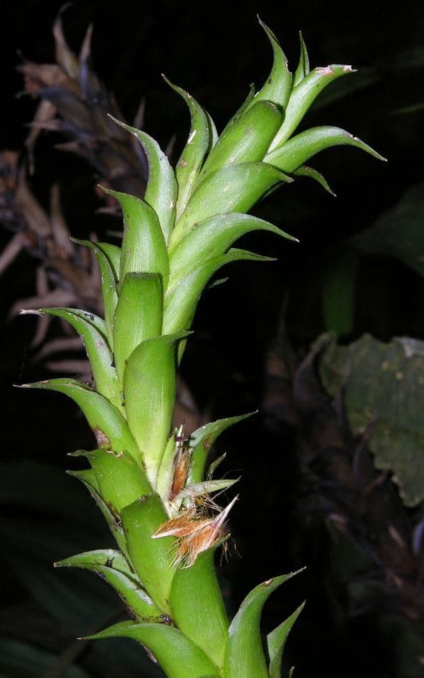 Pitcairnia 18