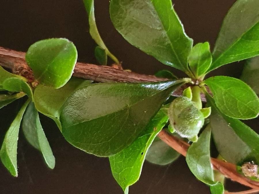 Turraea