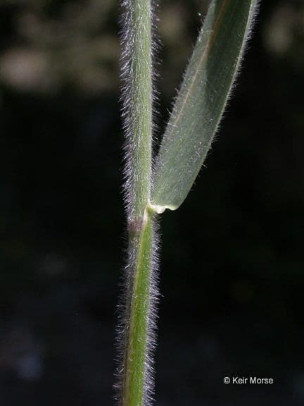 Elymus glaucus 13