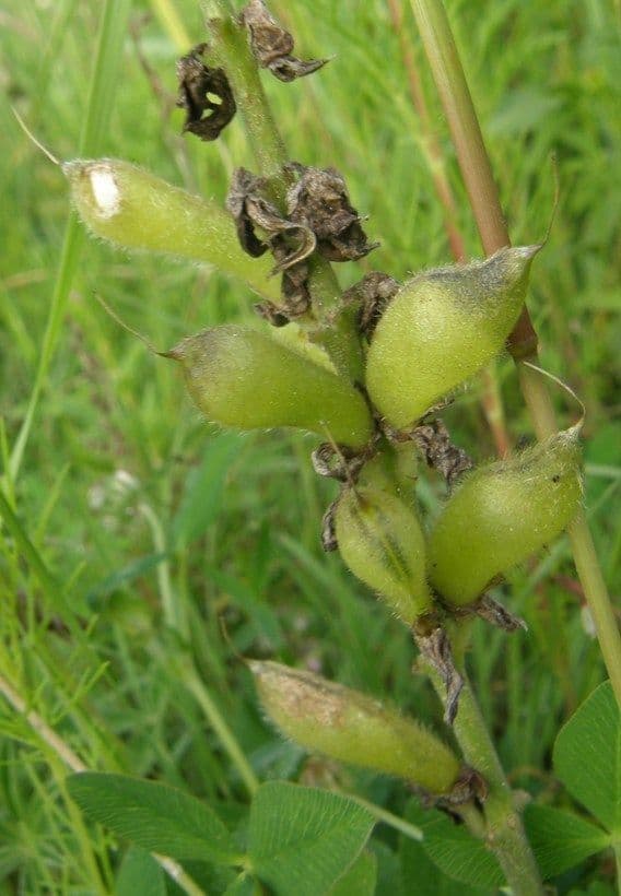 NeuMexikanische Lupine