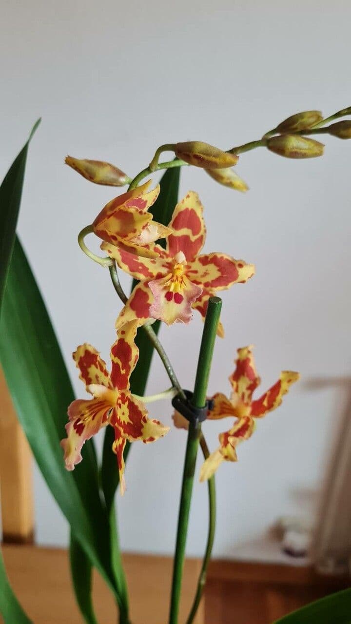 Oncidium 2