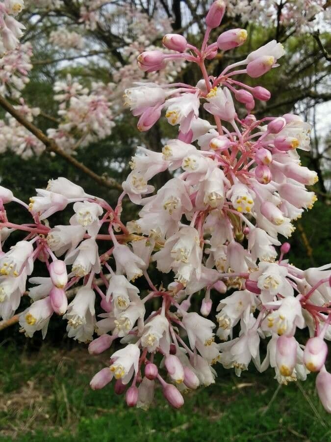 Staphylea cinese