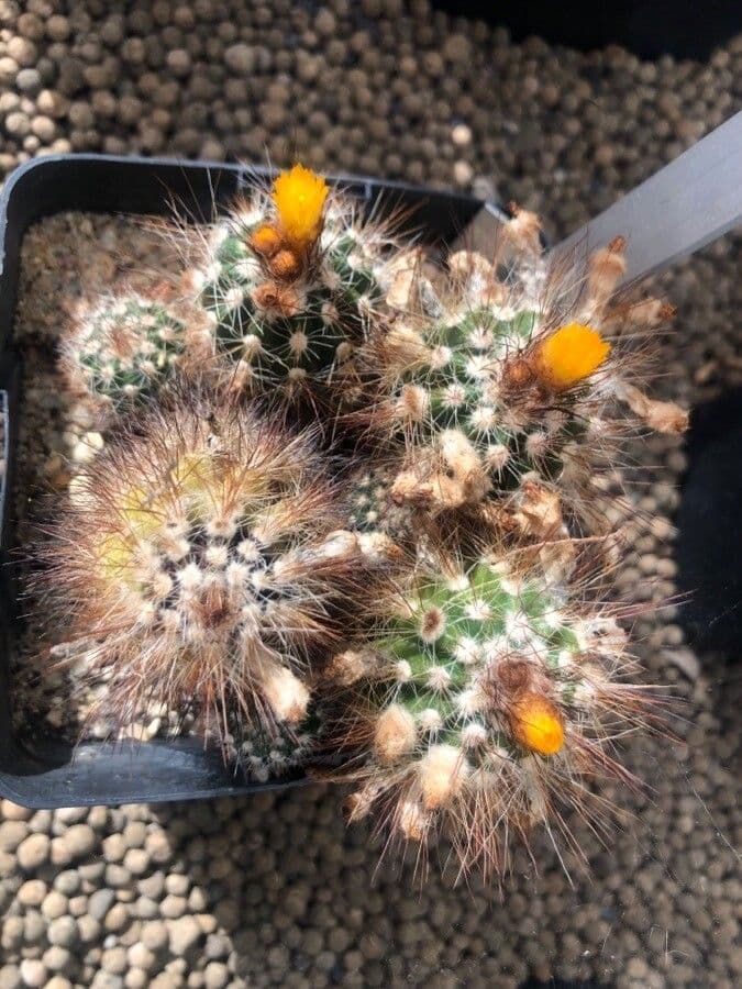 Parodia