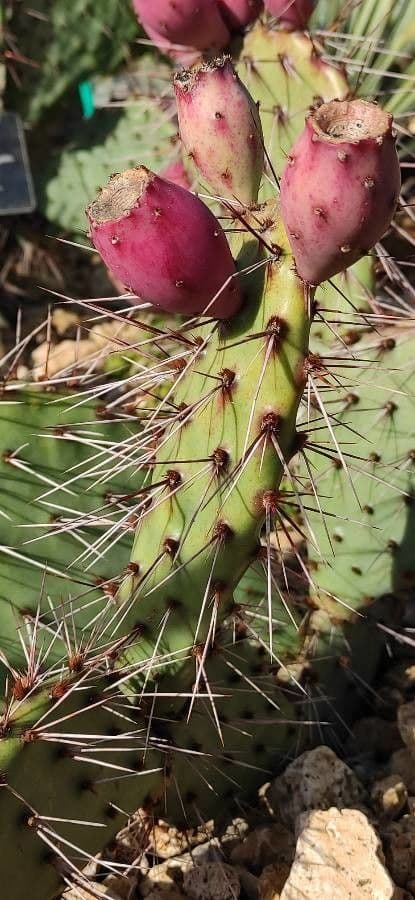 Nopal de espinas marrones 3