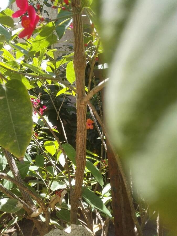 Jatropha integerrima 22