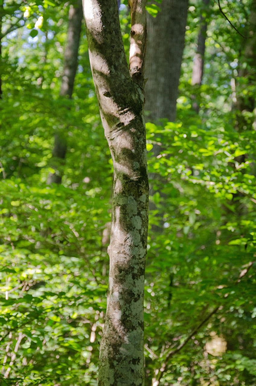 Staphylea trifolia 24
