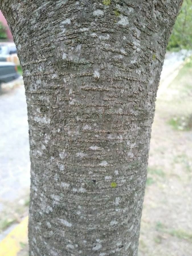 Inga 19