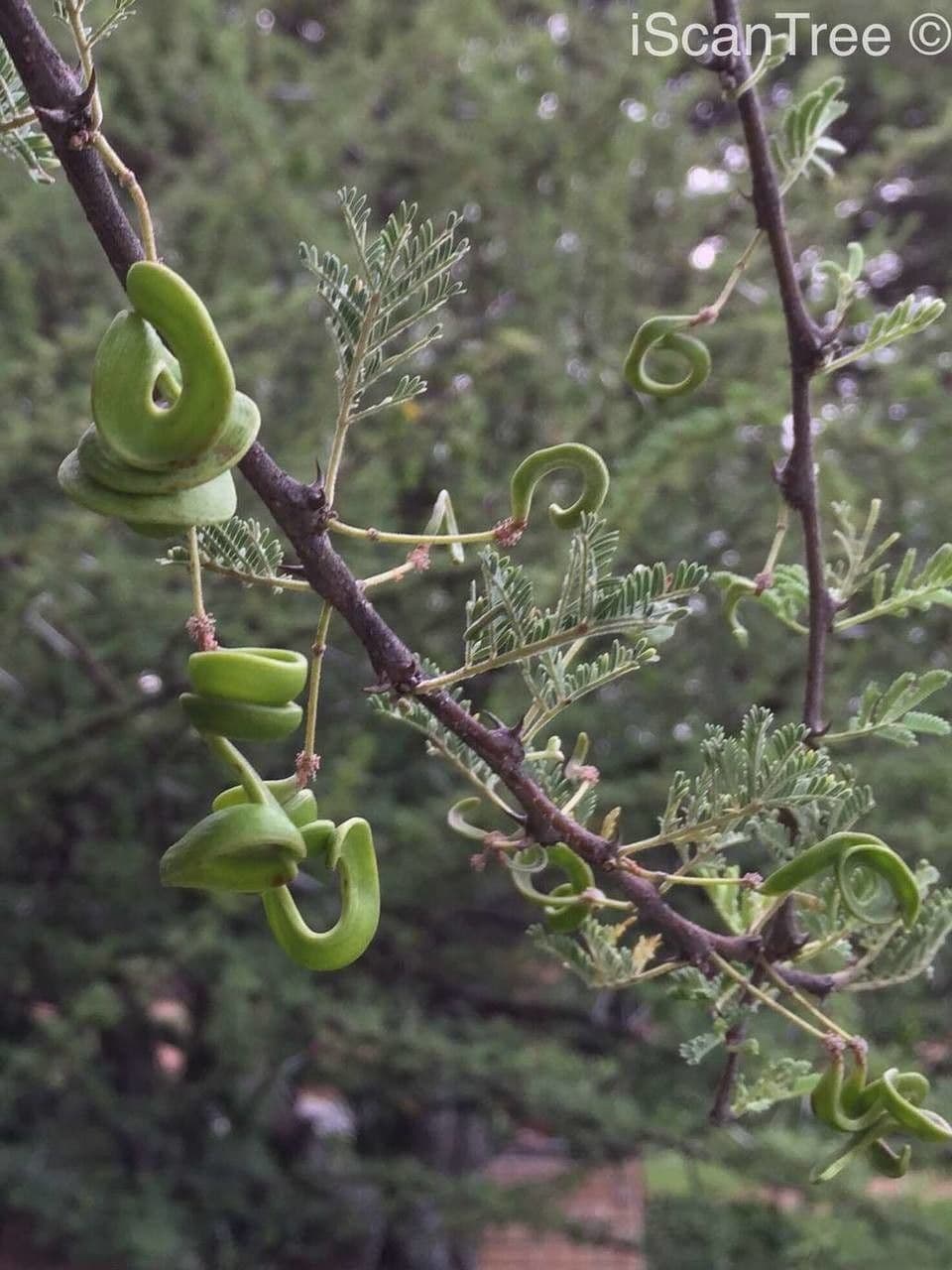 Acacia tortuosa 3