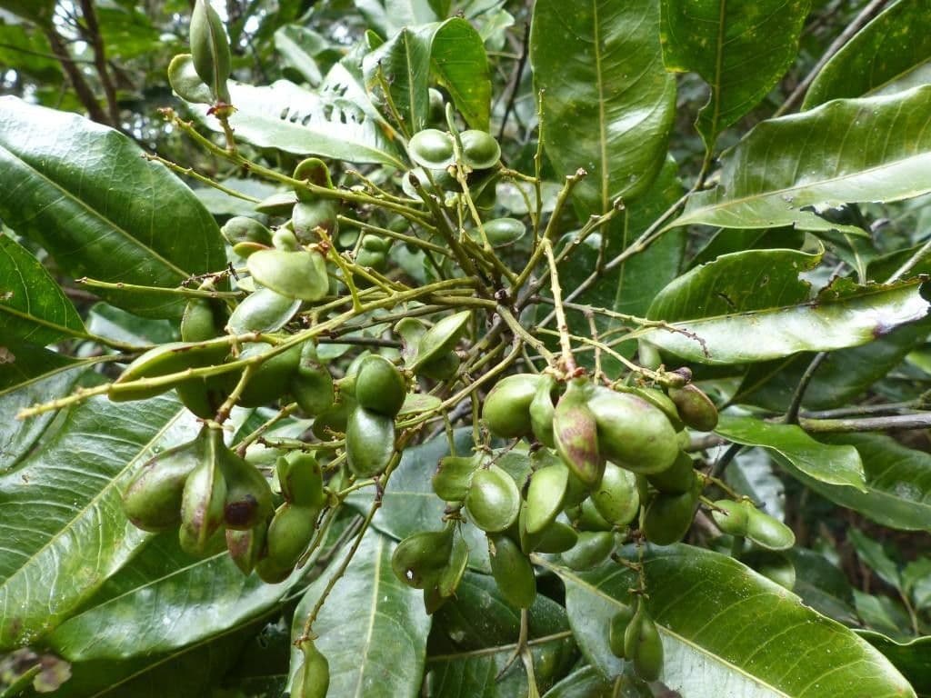 Guioa 4