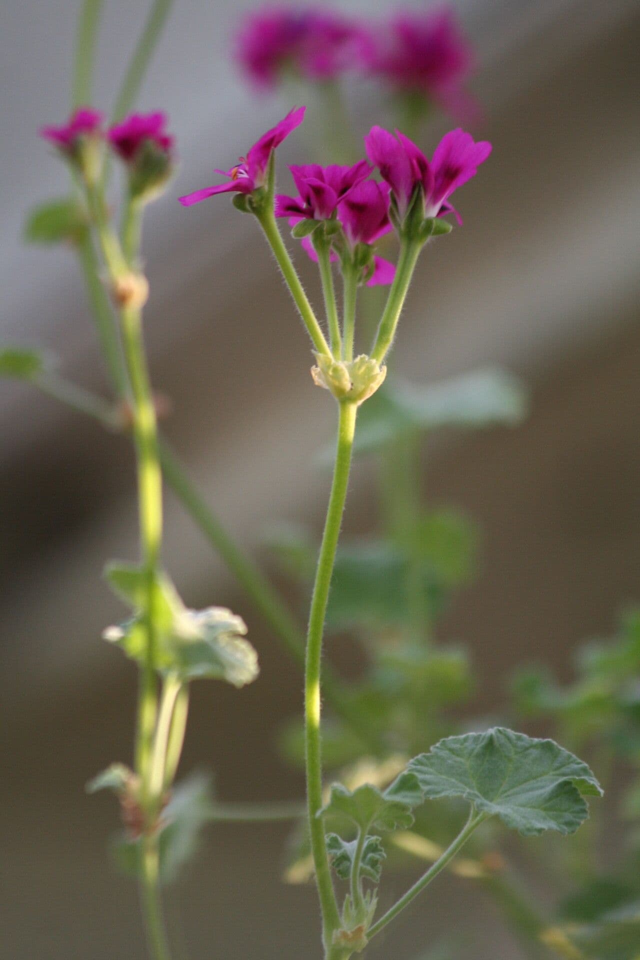 Geranium