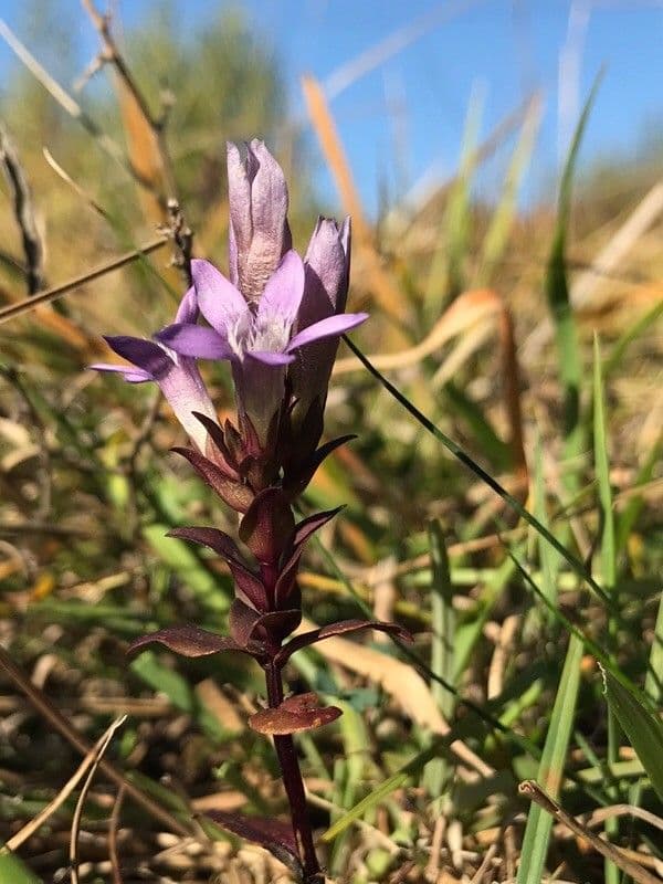Genziana tedesca 10