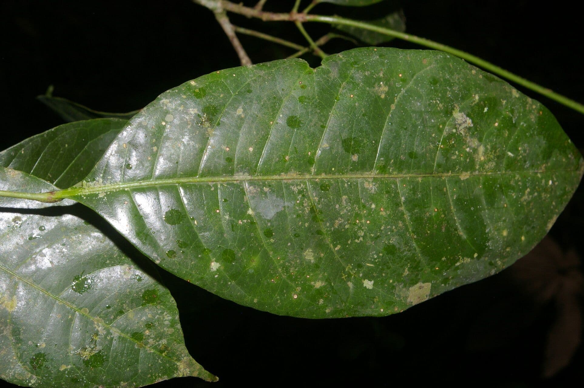 Conchocarpus 13