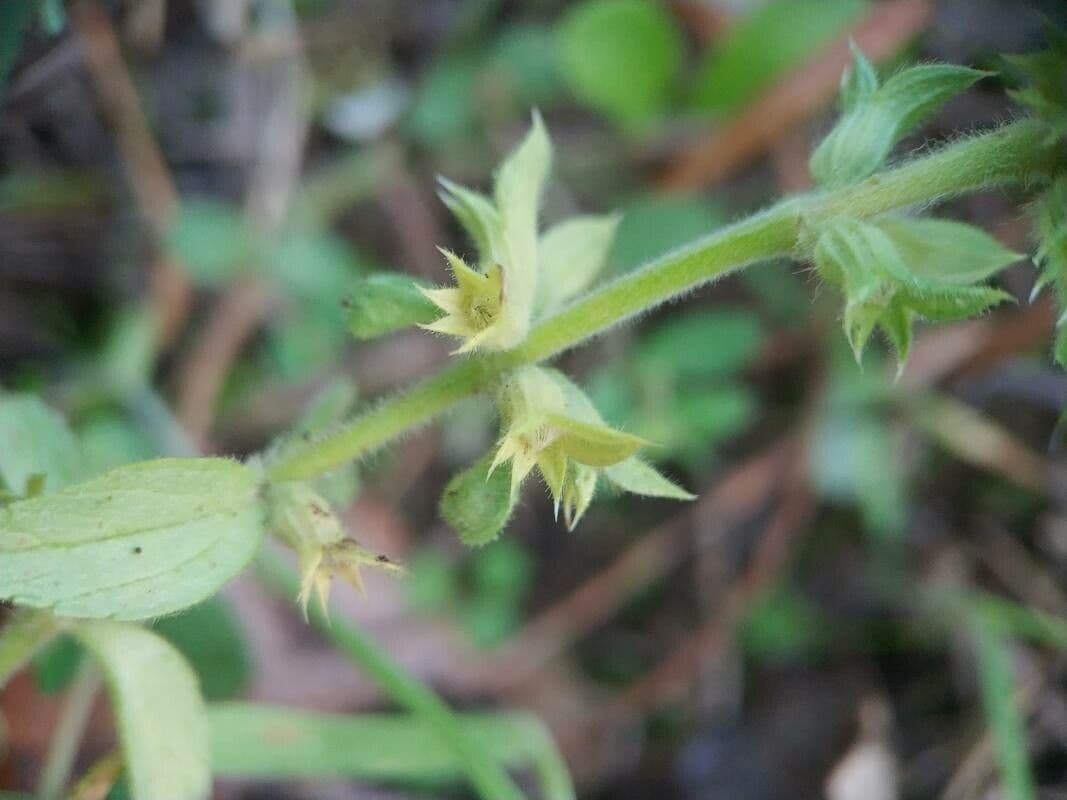 Sideritis romana 2