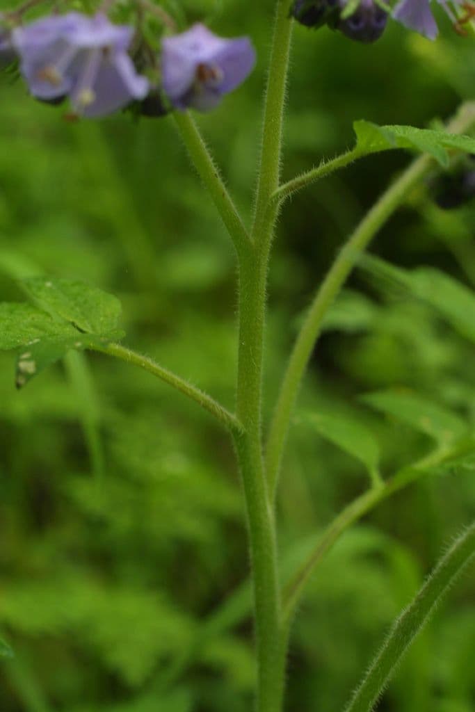 Phacelia bipinnatifida 20