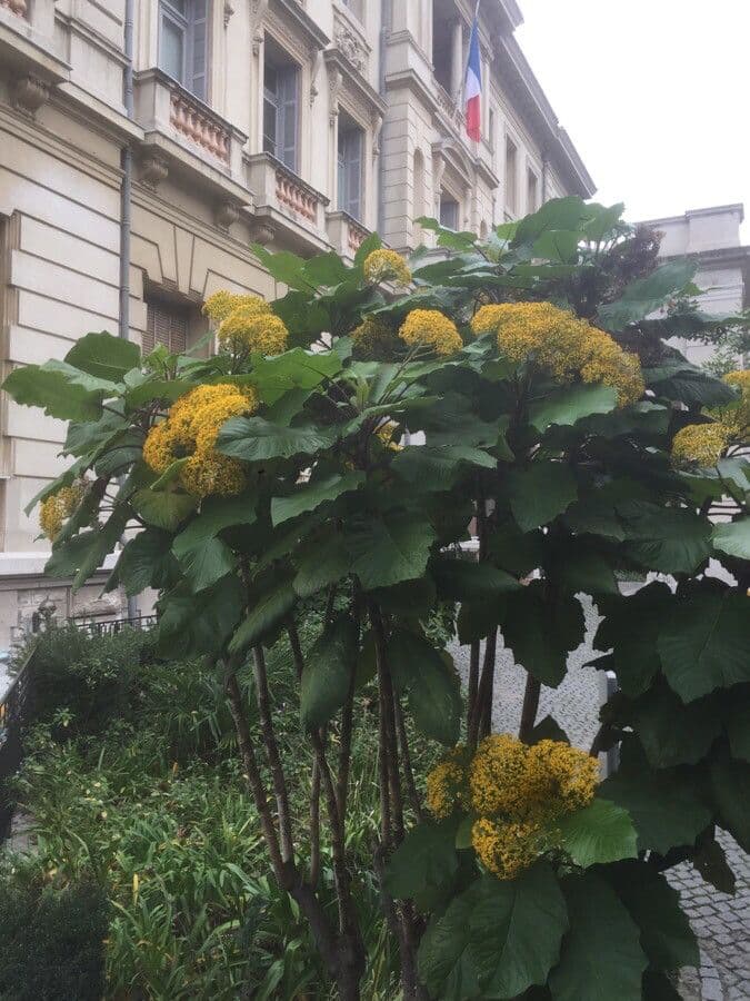 Senecione 5