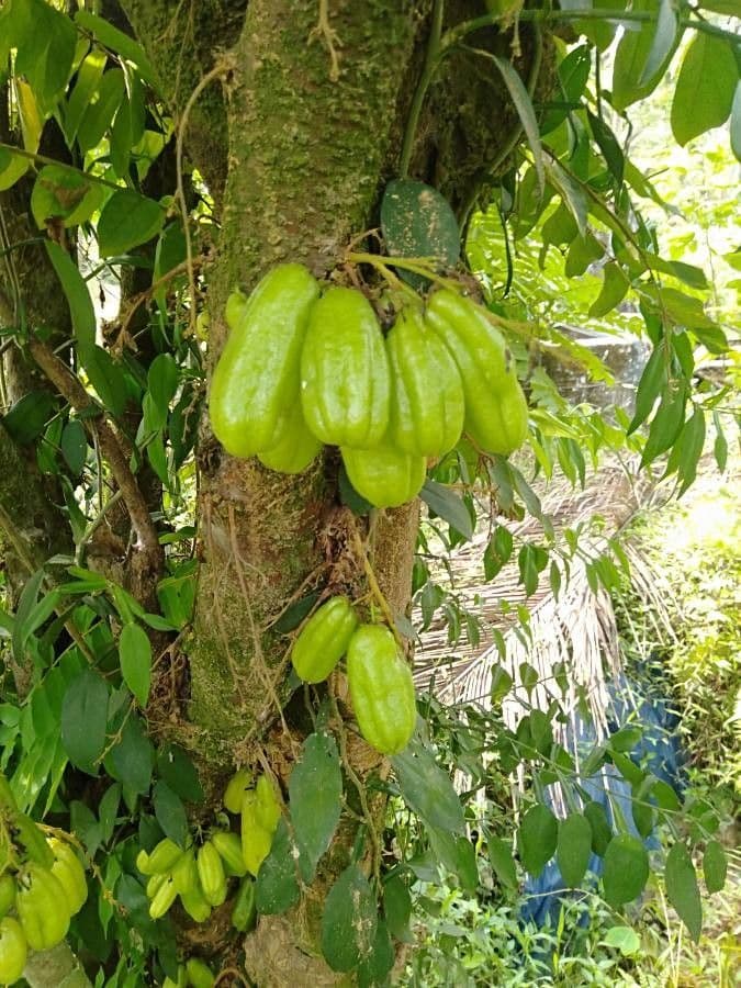 Bilimbi