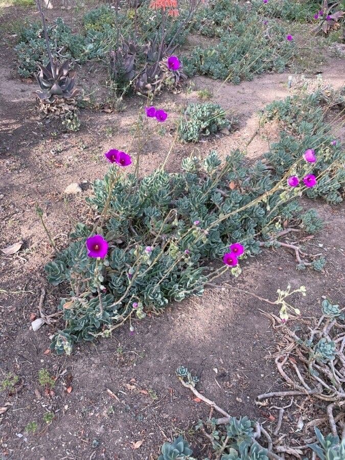 Cistanthe grandiflora 12