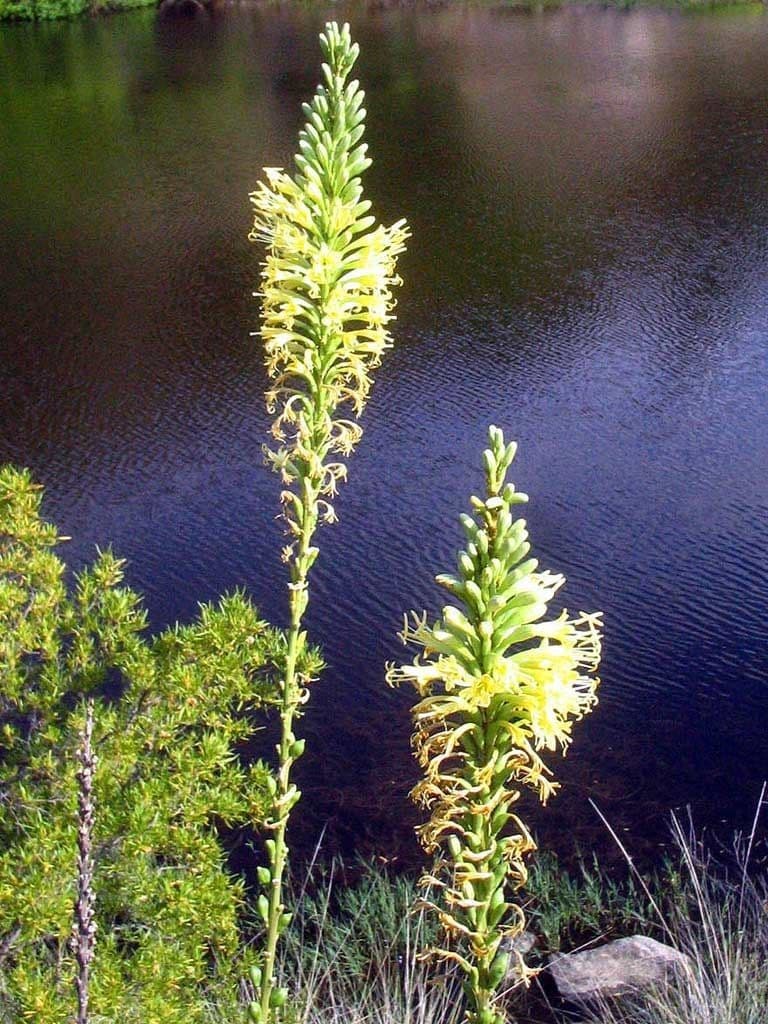 Schott-Agave 4