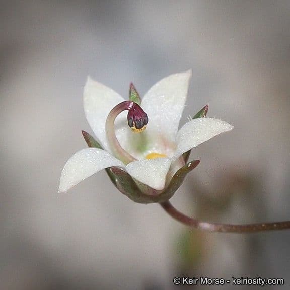 Nemacladus ghiandolifero 6