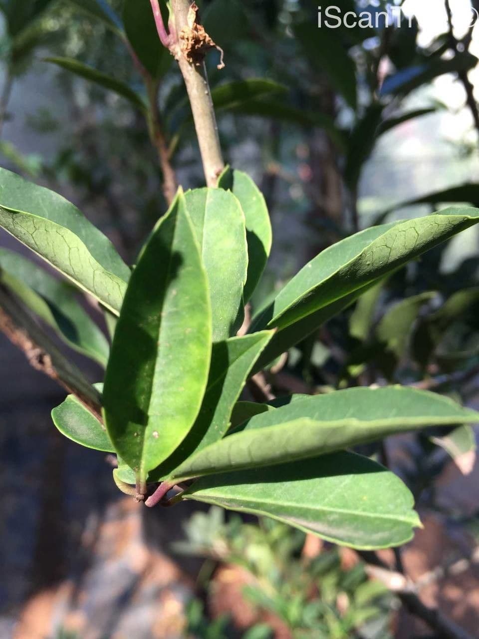 Ilex mitis 6