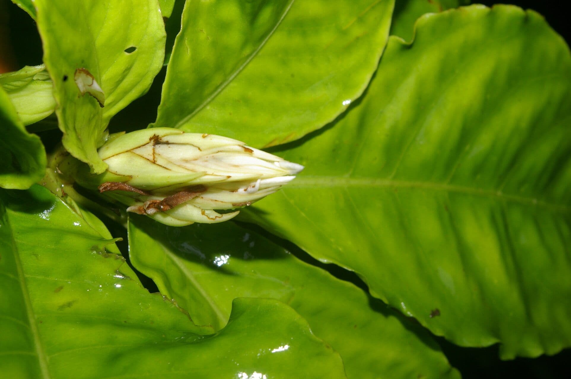 Aphelandra 4