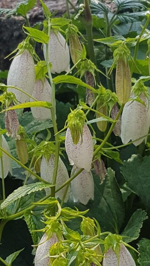 Campanula puntata 20