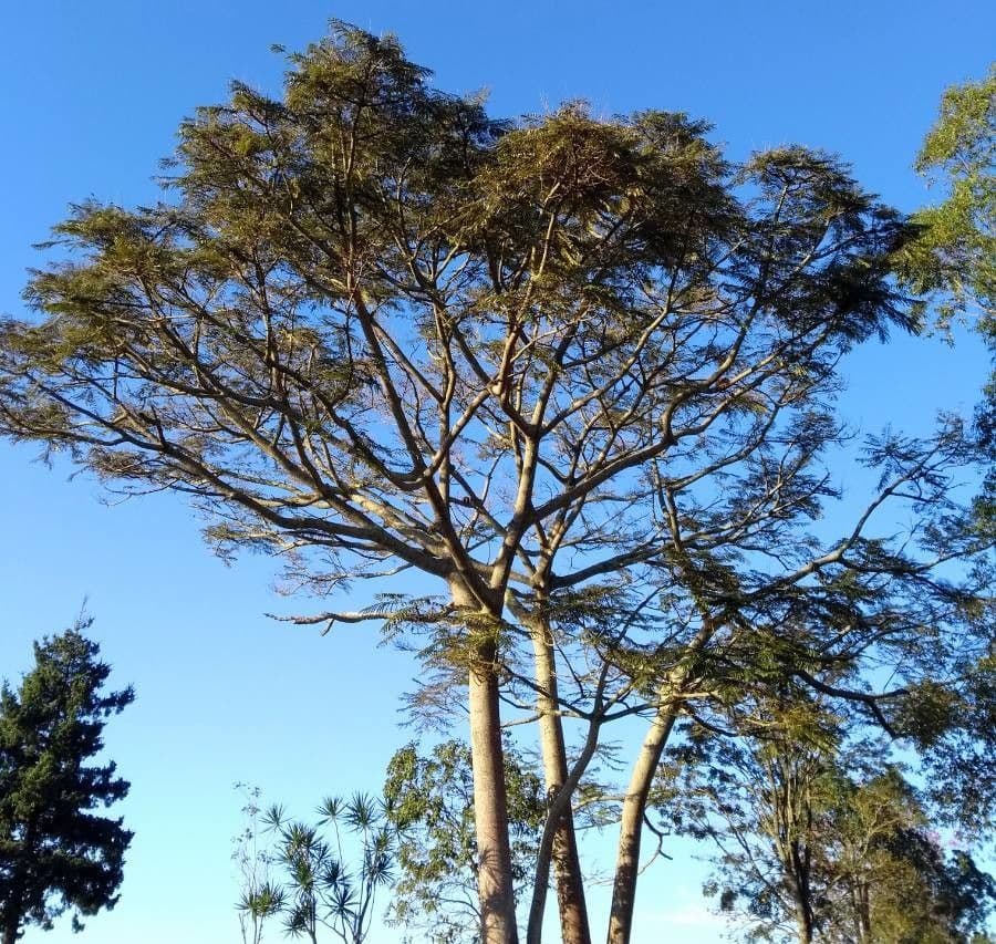 Glattschaliger Eukalyptus 8