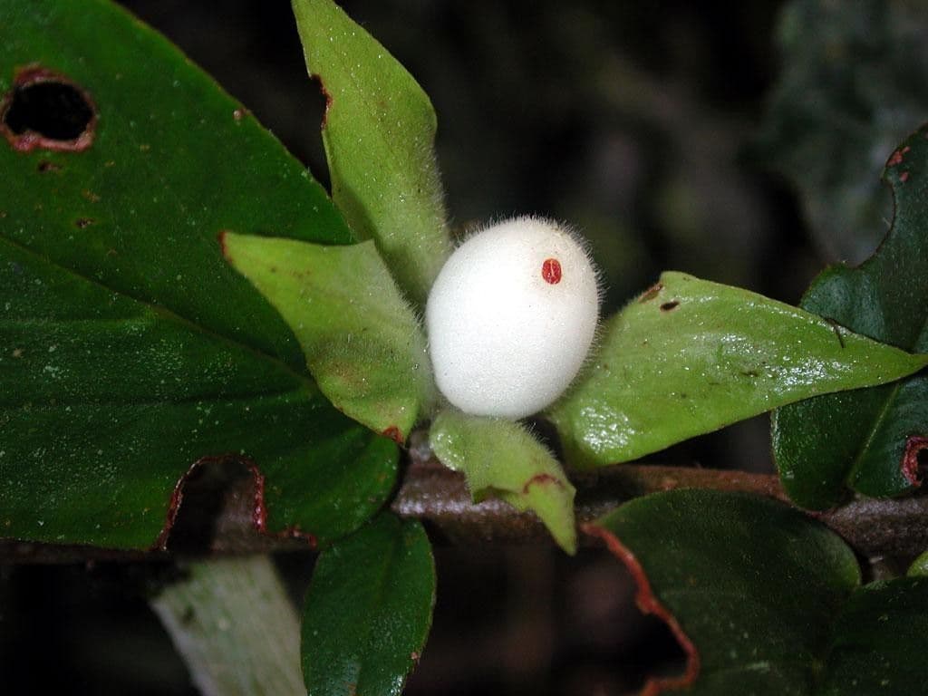 Columnea nicaraguense 4