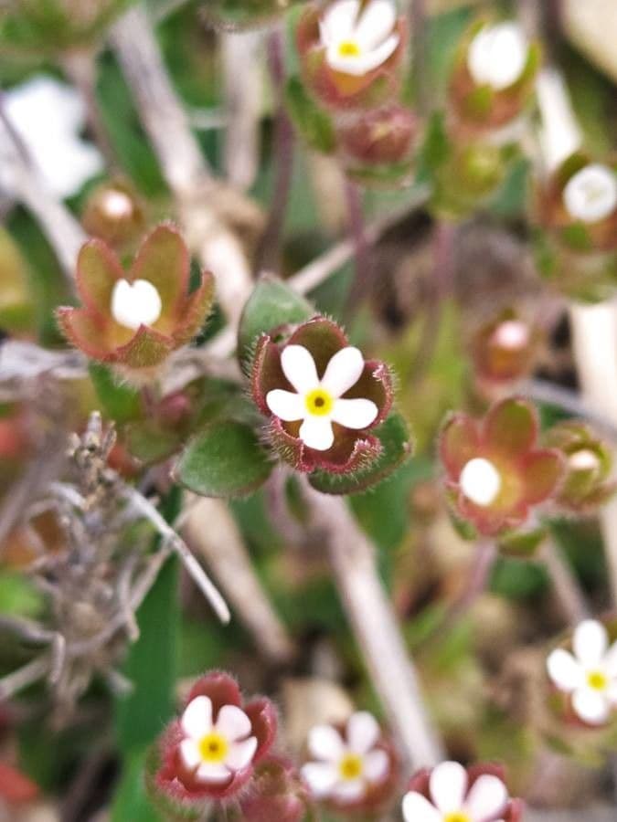 Androsace maxima 8