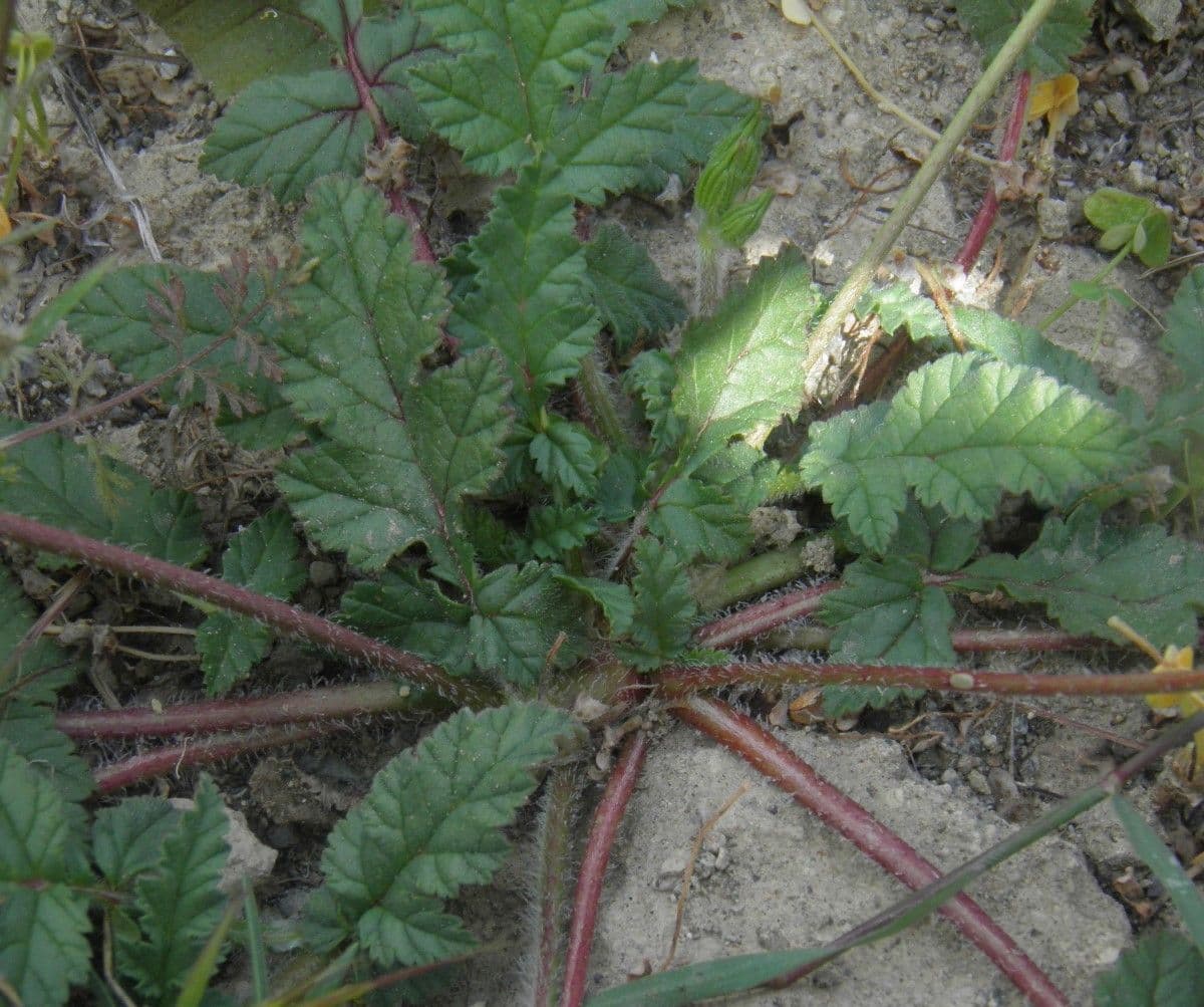 Kranichschnabel 11