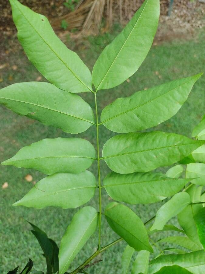Cenostigma 8
